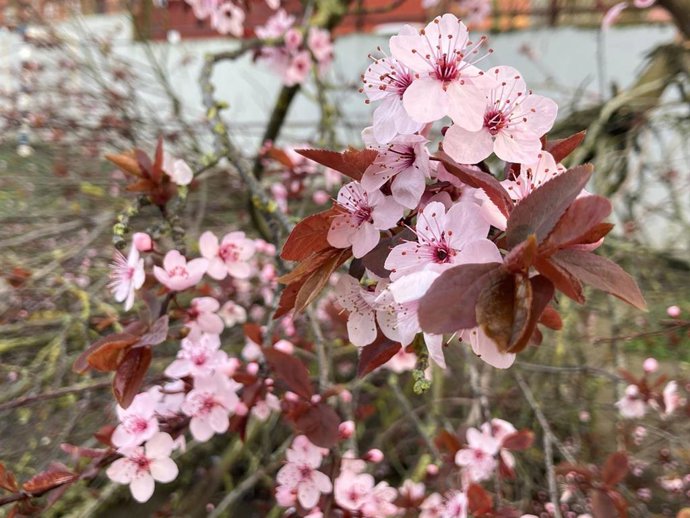 Santander repartirá árboles y arbustos para "reverdecer" los jardines y terrazas