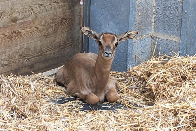 Cría de gacela (Nanger dama mhorr) nacida en el Zoo de Barcelona