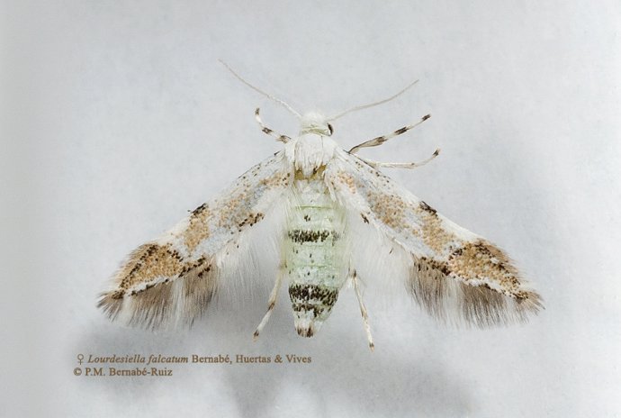 Archivo - Lourdesiella falcatum. Nueva especie de lepidóptero encontrada en la Sierra de Huelva y Picos de Aroche.