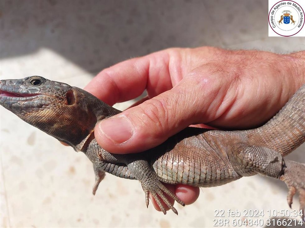 Lagarto gigante de Gran Canaria