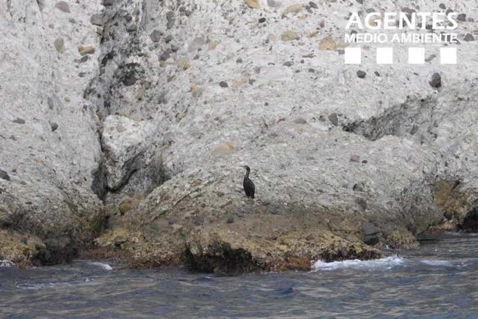 Un ejemplar de cormorán moñudo en el litoral almeriense y captado por agentes de Medio Ambiente