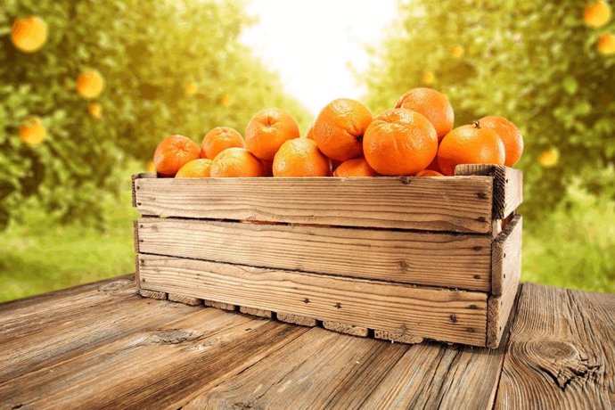 Archivo - Explotación de naranjas.
