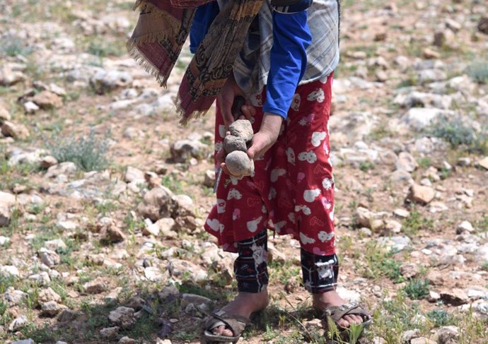Archivo - Un recolector de trufas muestra trufas en el campo de Hama (Siria)