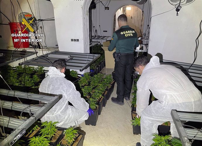 Parte de las plantas de marihuana intervenidas en el marco de la operación