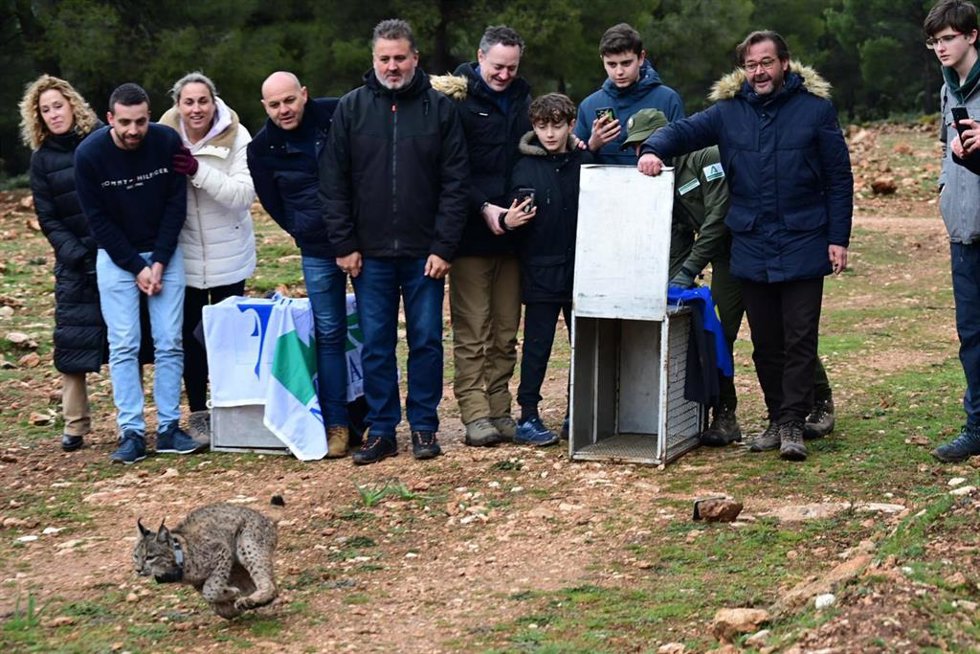Suelta de un lince en Sierra Arana.