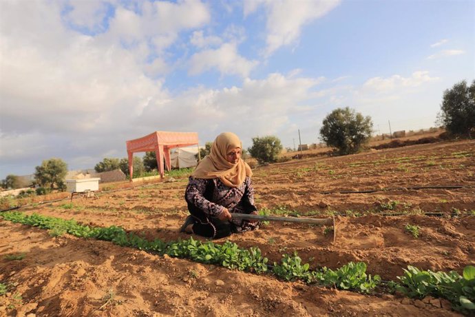 Archivo - Agricultores en la Franja de Gaza