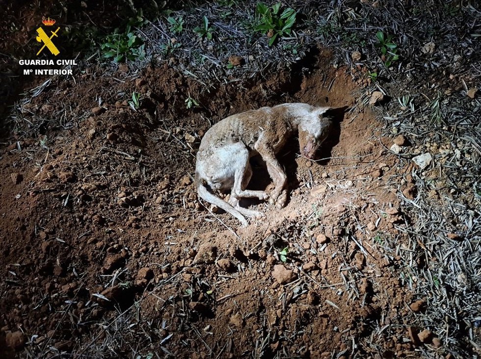 Perro muerto por su dueño en Castellar de Santiago.