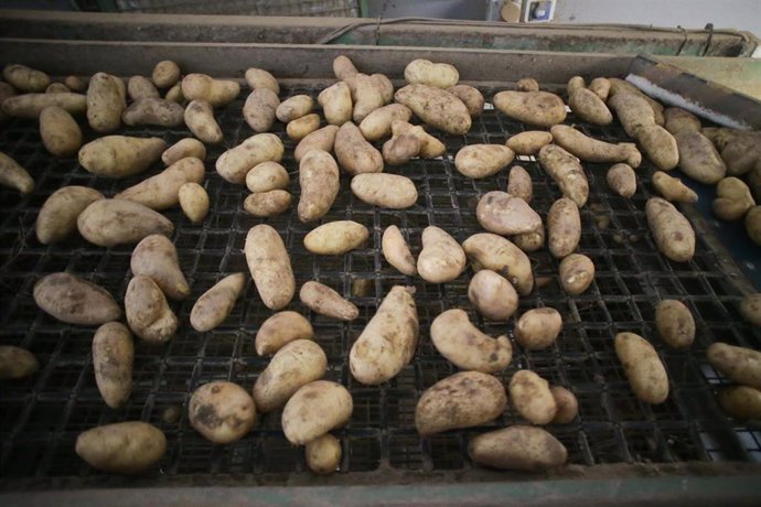Archivo - Cosecha en un almacén de patatas, a 22 de septiembre de 2023, en Sampaio, Lugo, Galicia (España). Las lluvias abundantes de los pasados meses de mayo y junio y la gran presencia de mildiu en los cultivos implican una bajada del 20% al 30% de la 