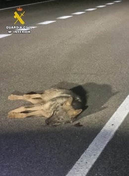 Lobo atropellado en la CL-615 en Perales (Palencia). El animal está siendo atendido en el CRAS de Valladolid.