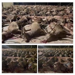 Archivo - Animales abatidos en monterías en una imagen de archivo.