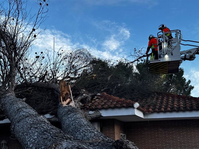 Un árbol cae en una vivienda