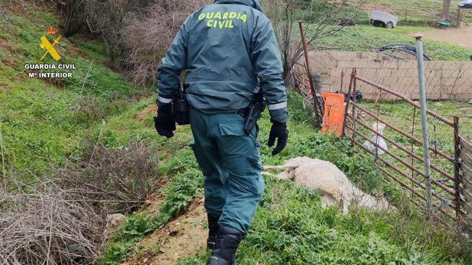 Animal muerto en una explotación ganadera de Uceda por falta de cuidado.