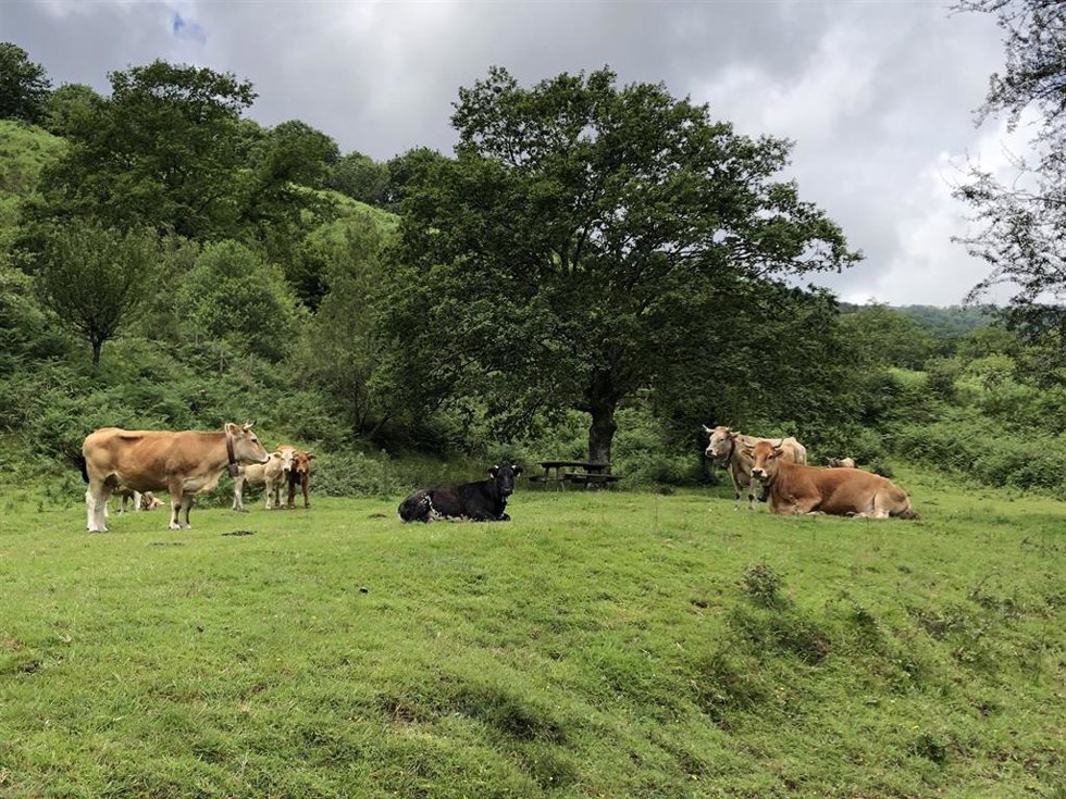 Vacas.- Archivo