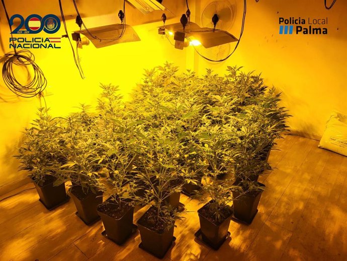 Archivo - Plantación de marihuana