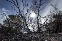 Detenido de nuevo el presunto pirómano de El Saler por los últimos incendios de este mes