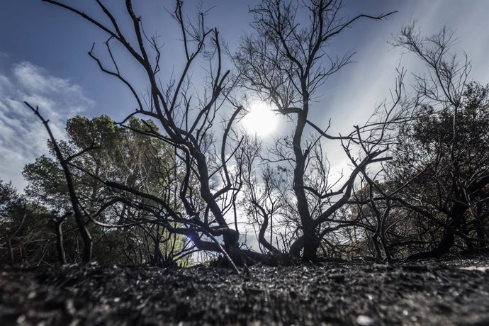 Archivo - Arxiu - Vegetació afectada per l'incendi forestal declarat al Saler, a 23 d'octubre del 2023