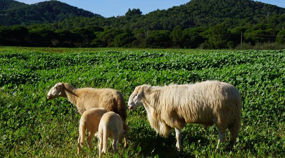 Agricultura hace un nuevo pago de las ayudas de la PAC 2023