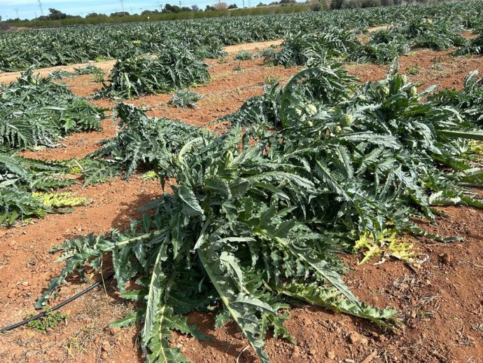El viento provoca daños de hasta el 25% de la cosecha por rameado y caída de frutos