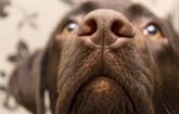 Foto: Así pueden ayudar los perros adiestrados a pacientes epilépticos resistentes a los tratamientos