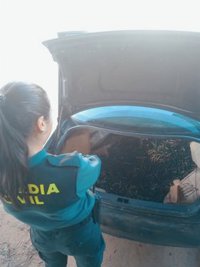 Cuatro investigados por el robo de más de tres toneladas de aceituna en Montilla (Córdoba)