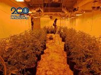 Desmanteladas tres plantaciones de marihuana en chalets de lujo de Alicante, Cocentaina y Alcoi
