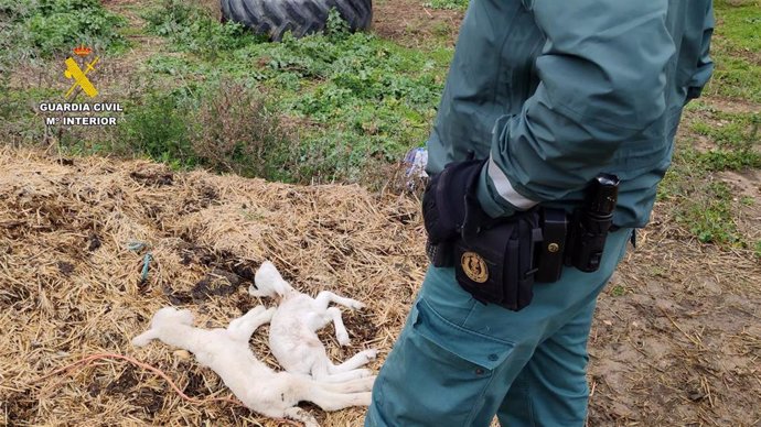 Animales muertos en una explotación ganadera de Uceda por falta de alimento, agua y cuidados.