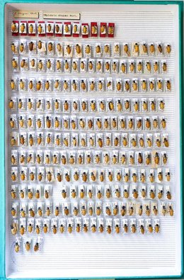 Caja entomológica de la colección del Museo Nacional de Ciencias Naturales (MNCN-CSIC) con ejemplares de la especie Miylabris uhagonii, un coleóptero que, hasta los años 60, se encontraba bien distribuida por la península ibérica