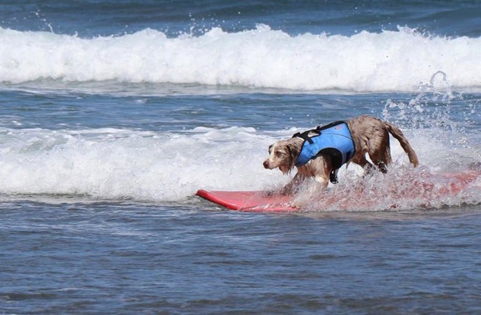 Perro participando en el Campeonato Europeo de Surf canino