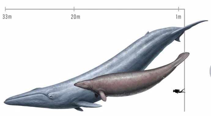 Comparación del tamaño de una ballena azul moderna (Balaenoptera musculus) y el extinto Perucetus colossus, conocido a partir de un fósil descubierto en Perú.