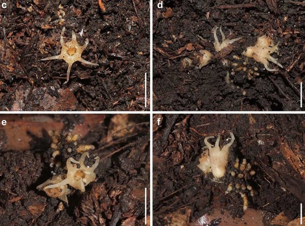 Relictithismia kimotsukiensi