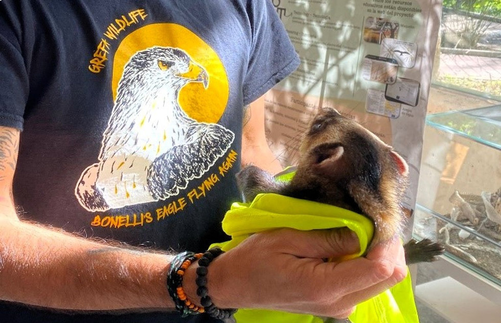 GREFA superó en 2023 por tercer año consecutivo los 7.000 animales atendidos en su hospital de fauna