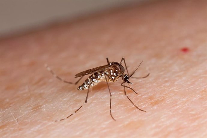Archivo - May 23, 2012 - Washington, United States of America - The mosquito Aedes aegypti mosquito on a persons skin. The mosquito can carry a variety of diseases and is behind the outbreak of Zika virus in Brazil.