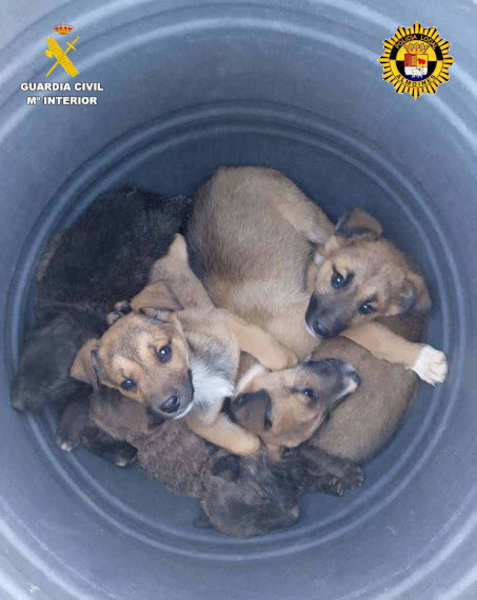 Cachorros de perro abandonados