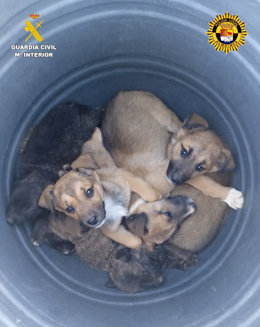 Cadells de gos abandonats