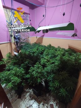 Imagen de las plantas en el interior de la vivienda