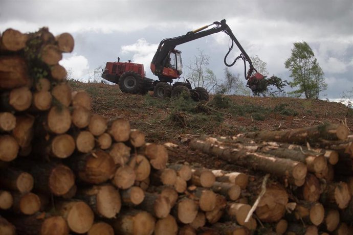 Archivo - Un tractor realiza trabajos en una finca donde ha cortado cientos de pinos en Vilacampa, Ferreira do Valadouro, a 22 de abril de 2021, en Lugo, Galicia (España). La moratoria para la plantación de eucalipto entrará en vigor en mayo, para acele