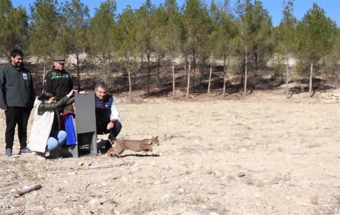 El consejero de Medio Ambiente, Universidades, Investigación y Mar Menor, Juan María Vázquez, libera una hembra de lince ibérico, llamado Ulea, en Las Tierras Altas de Lorca.