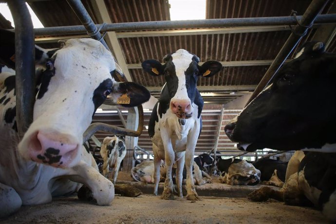 Archivo - Vacas de una ganadería de lácteo en Sabadelle 