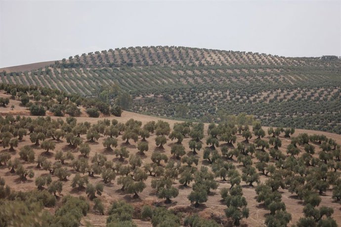 Archivo - Olivar en Jaén.