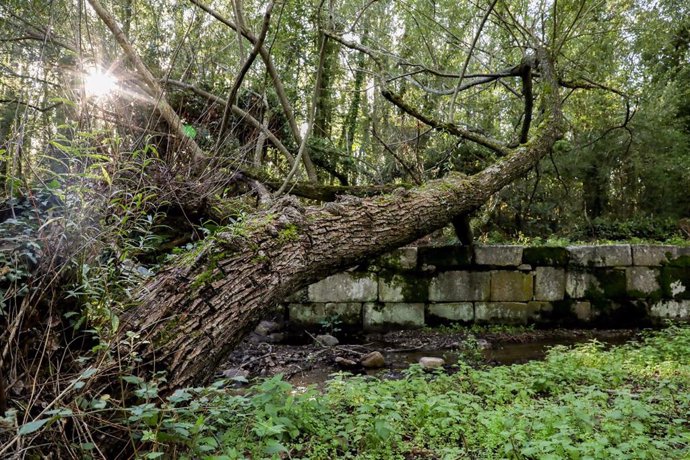 Archivo - Árbol en el Bosque Finlandés, en Rascafría (Madrid).