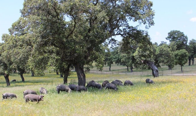 Archivo - Campo andaluz, en imagen de archivo. 