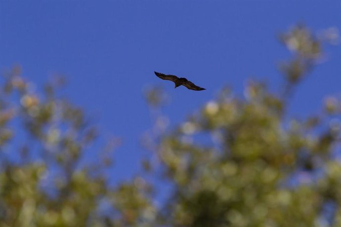 Archivo - Un Buitre lLeonado sobrevuela el entorno perteneciente a La Pedriza donde se encuentra una zona de nidificación de estas especies, a 24 de mayo de 2021, en La Pedriza, Madrid, (España). 