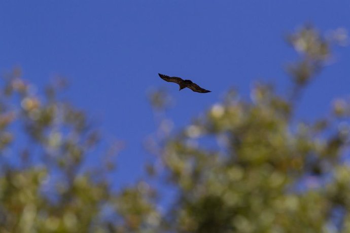 Archivo - Un Buitre lLeonado sobrevuela el entorno perteneciente a La Pedriza donde se encuentra una zona de nidificación de estas especies, a 24 de mayo de 2021, en La Pedriza, Madrid, (España). La Comunidad de Madrid a través del Cuerpo de Agentes Fores