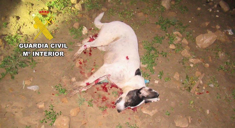 La Guardia Civil investiga al presunto autor de un delito de maltrato animal en Jaén