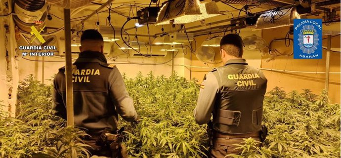 Desmantelan en Abarán un grupo delictivo dedicado al cultivo ilícito de marihuana y detienen a sus 4 integrantes