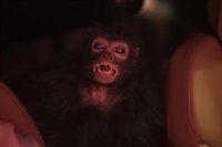 Reina Roja: 4 grandes diferencias entre la serie y el libro de Juan Gómez-Jurado