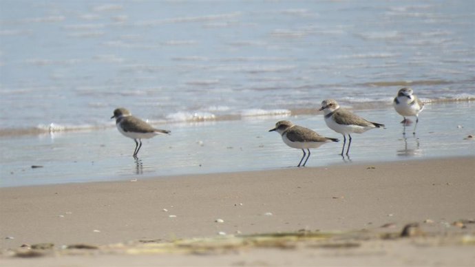 Medio Ambiente reforzará la protección del Chorlitejo patinegro en las playas del litoral valenciano