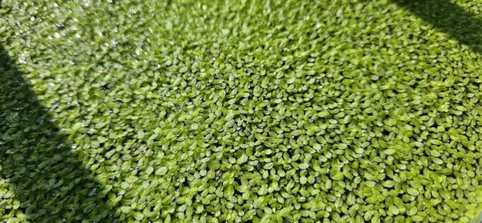 Cultivo de lenteja de agua.