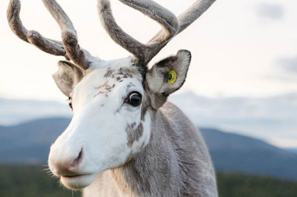 Vesku, el primer 'reno influencer' busca seis afortunados para descubrir su hogar: Finlandia