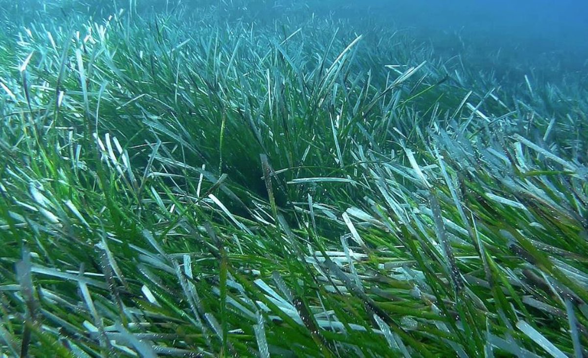 Explicación a la notable subida del mar en le Golfo de México